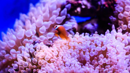 amphiprion-western-clownfish-ocellaris-clownfish-false-percula-clownfish-is-anemone-thailand