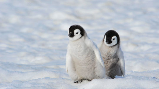emperor-penguin-chicks